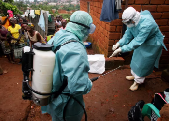 Bedbugs infestation Hits Zimbabwe’s busiest neighborhoods